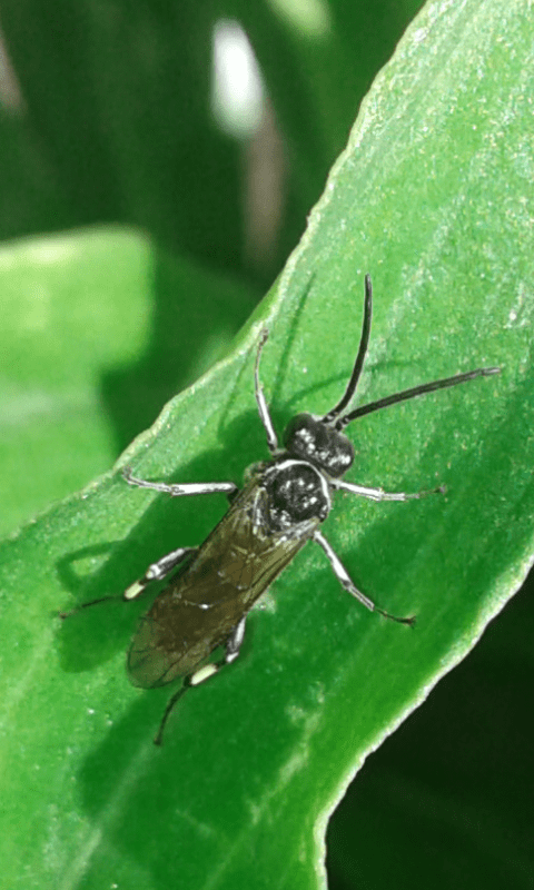 Tenthredinidae : Macrophya sp. (M. albicincta o M. alboannulata)